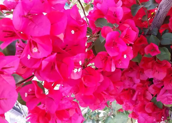 Aparthotel Athina Nydri (Lefkada)